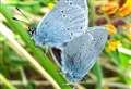 Celebrating our small blue butterflies in Caithness