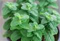 Joanne Howdle: A hint of mint has cleansing properties