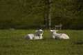 Welsh Cambrian Mountains lamb granted protected status