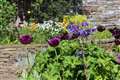 Some of the flowers in the central part of the garden.