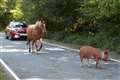 Visitors to be fined up to £1,000 for petting and feeding New Forest ponies