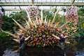 Kew Gardens’ orchid festival to showcase stunning Costa Rican blooms