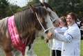 WATCH: Thurso-owned filly takes reserve champion prize at the Aberdeen Clydesdale Show