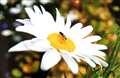 A study of an insect and flower appears on the slideshow of images by the children.