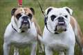 English bulldogs ‘much less healthy than other dogs due to breed traits’