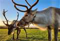 Caithness reindeer centre is set for Christmas