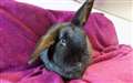 Zuri the rabbit is one of the animals currently looking to be rehomed from the Caithness centre.