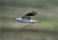 Newly tagged hen harrier in north of Scotland part of charities' project to monitor species