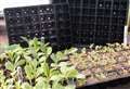 Taking care of young seedlings can help plug gaps