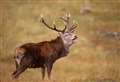 Walkers urged to check for deer stalking