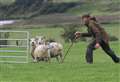 More than 80 canines battle it out in sheepdog trial double-bill