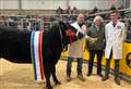Champion heifer goes for top price to Wick hotel at Quoybrae Christmas show