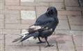 'You looking at me?' He stares with a beady eye before 'carrion' to the next fly feast.