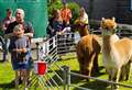 PICTURES: Even alpacas join in the fun for Lybster’s VE Day celebrations