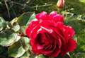 Coming up roses at virtual Caithness flower show