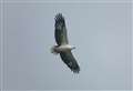 Crofters group calls for more control over sea eagles after lamb losses
