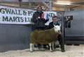 Top prize for Wick farmer at Dingwall Marts annual ram show and sale