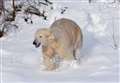 Polar bear Hamish makes the most of the Highland snow 