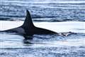 Orca sighting off Caithness solves scientific riddle