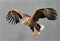 Plea to revisit Armadale wind farm plan as sea eagles spotted in area