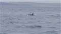 Orca photographed from the ferry. Picture: Jim Hutchison