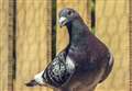 Wick and Groats pigeon fanciers flying again