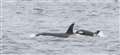 Picture: Steve Truluck (Sea Watch Foundation WDC)