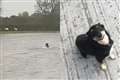 Sheepdog saves stranded ewes on Welsh farm as Storm Babet floods UK