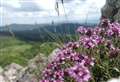 JOANNE HOWDLE: Wild thyme was linked to love and death in the Highlands