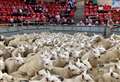 'A whirlwind of trade' – Caithness sale of sheep at Dingwall mart's district sale