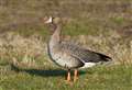 Protected goose dumped beside River Thurso was shot and decapitated