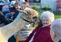 PICTURES: Wick care home residents come face to face with friendly alpacas