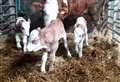 Very rare triplet calves born in Halkirk
