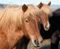 Woman launches Thurso horse massage business