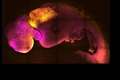 ‘Synthetic embryo with brain and beating heart grown from mouse stem cells’