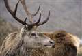 Deer collision risk at A9 Sutherland hotspot 'highest outside central belt'