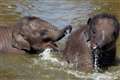 Older sisters better than older brothers for elephants, research suggests