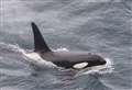 Wildlife photographer follows orcas from Thurso to Dunnet 
