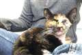 ‘Miracle’ cat who survived bus collision in search for new home
