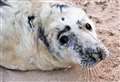 New sanctuary in Caithness provides vital aid for abandoned seal pups 