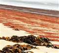 The red substance stretched for over 100 yards on the beach and was being washed in by the tide. Picture: Linda Stewart