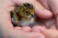 Project to give rare chicks ‘head start’ in life helps stave off extinction