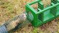 Ferret racing courtesy of Far North Ferret Welfare from Watten.