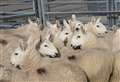 Caithness mart prices – Quoybrae, Aberdeen and Northern Marts