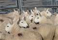 Caithness mart prices – Quoybrae, Aberdeen and Northern Marts