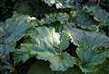 BEAUTIFUL BOTANICALS: Rhubarb’s ancient medicinal qualities were used to cure all ills