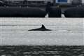 Whales remain in Garelochhead after attempts to herd them out to sea