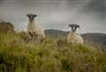 £7m upland sheep scheme opens to hill farmers and crofters