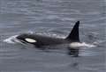 Pod of orcas captured on camera on east coast journey 