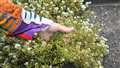 Carole Whittaker's herb garden project at John O'Groats has been a successful experiment she says. Picture: DGS